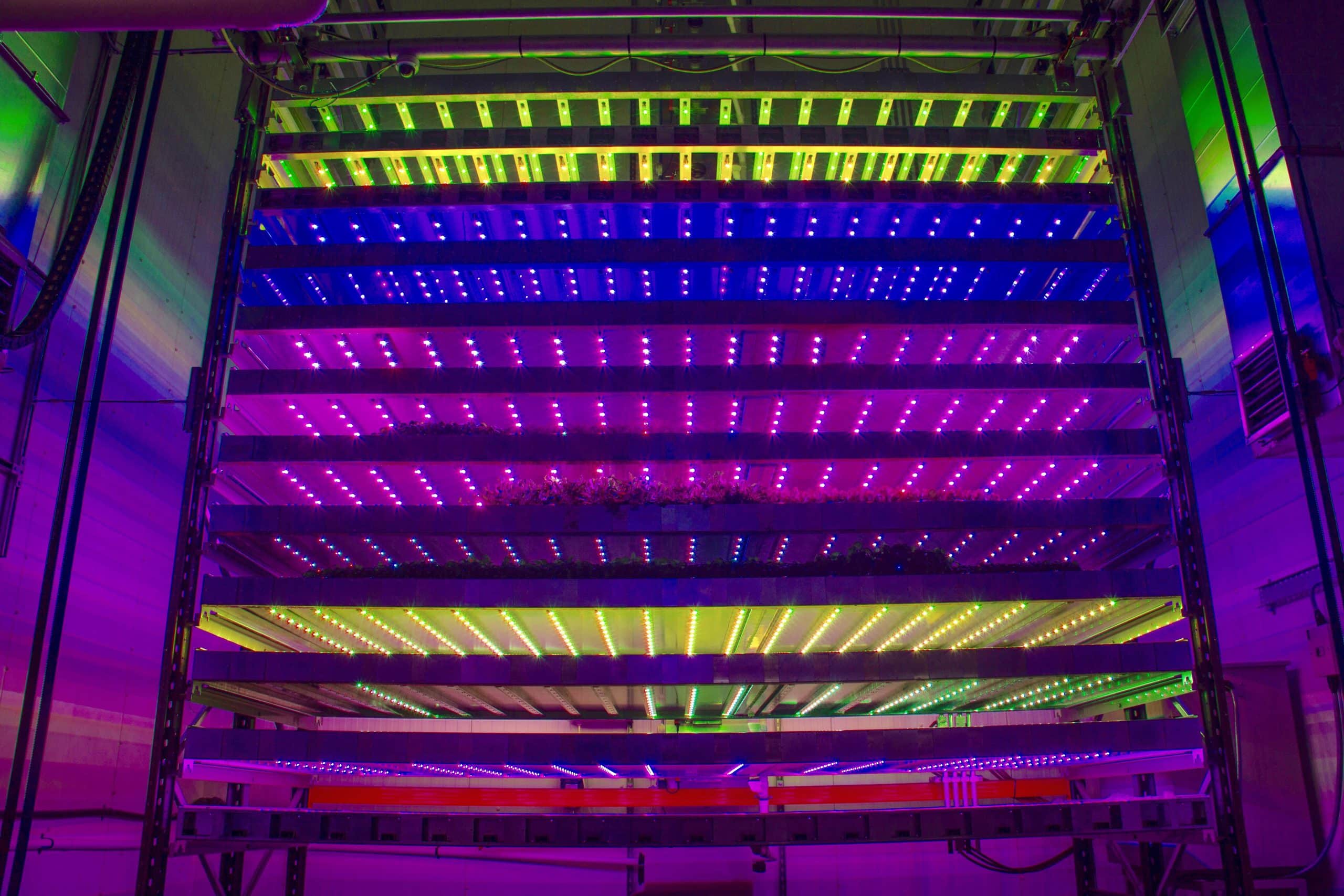 Vertical farming system at Intelligent Growth Solutions (IGS), featuring leafy greens illuminated by coloured LED lights for optimised plant growth.