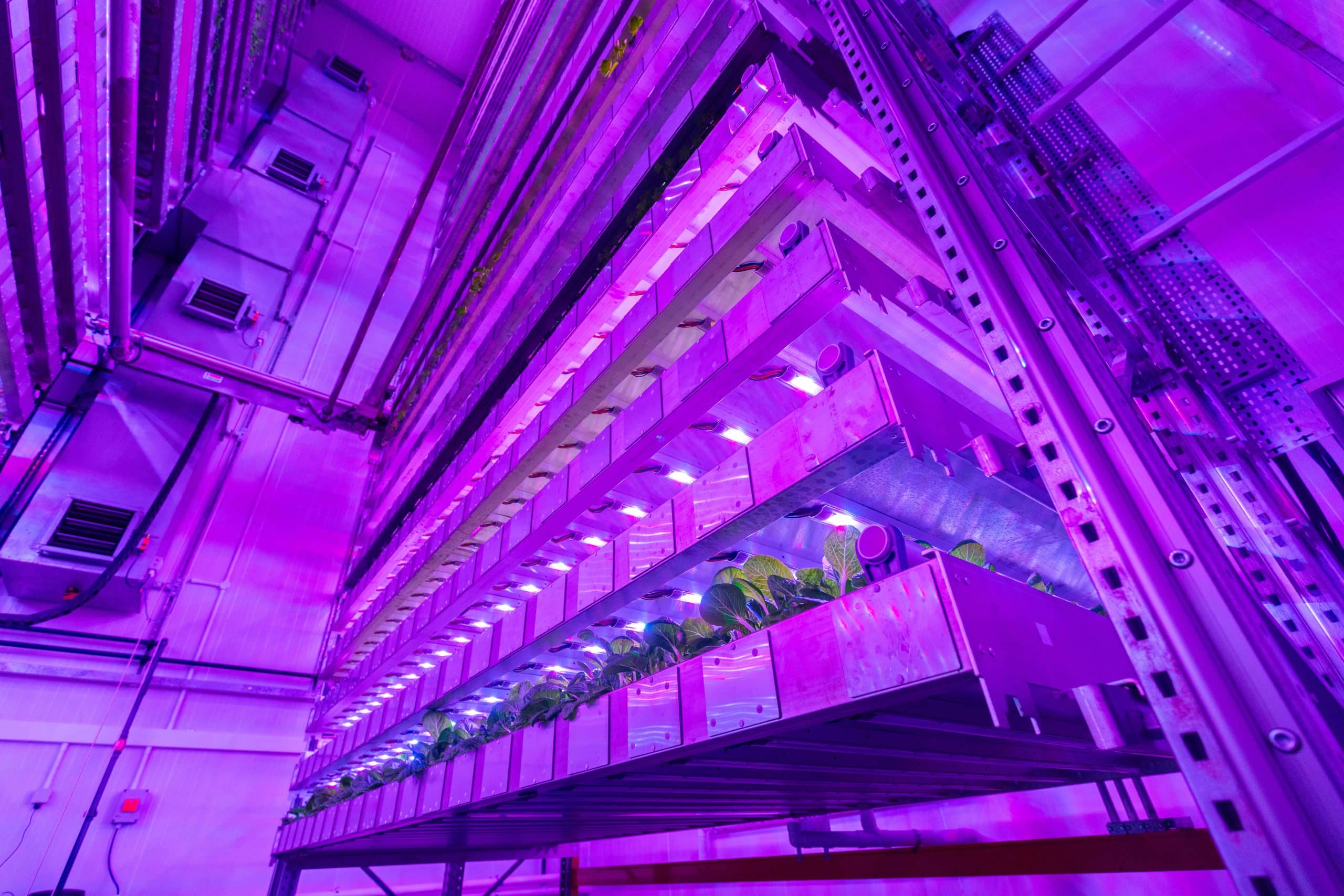 Vertical farming system at Intelligent Growth Solutions (IGS), featuring leafy greens illuminated by purple LED lights for optimised plant growth.