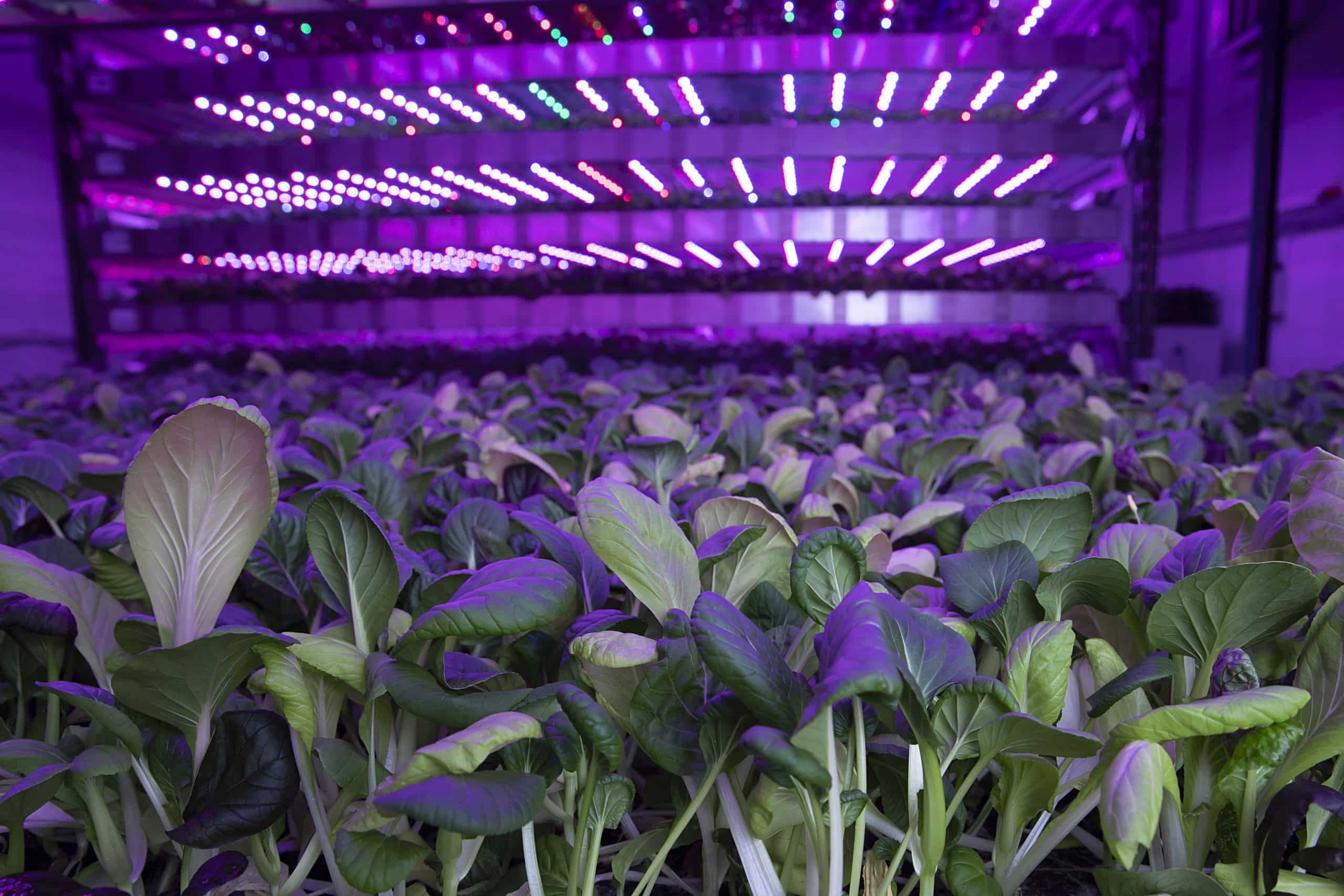 Vertical farming system at Intelligent Growth Solutions (IGS), featuring leafy greens illuminated by purple LED lights for optimised plant growth.