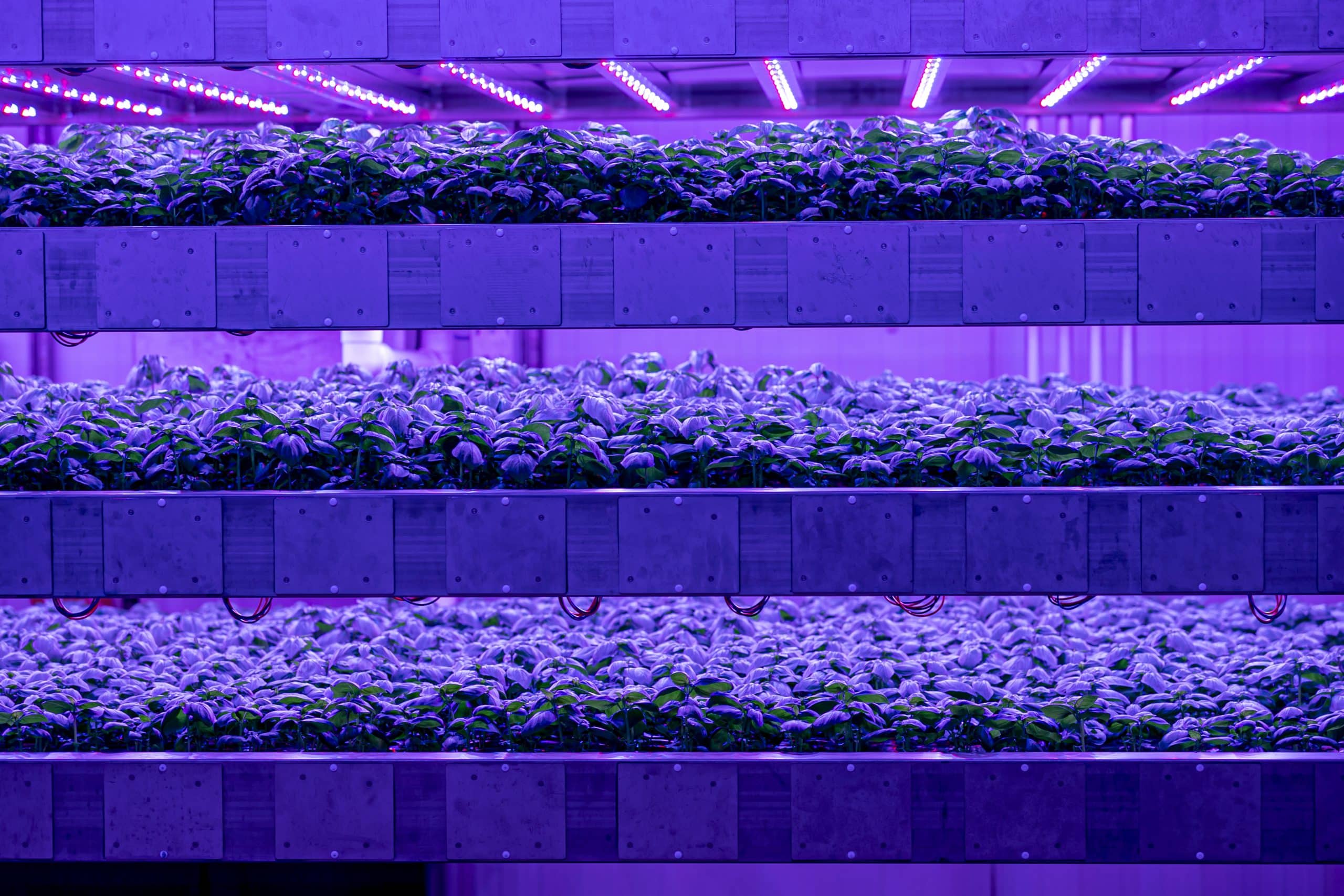 Vertical farming system at Intelligent Growth Solutions (IGS), featuring leafy greens illuminated by purple LED lights for optimised plant growth.